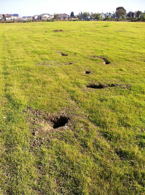 Ground squirrels dig dangerous holes in athletic fields