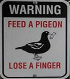 Funny Pigeon Pictures