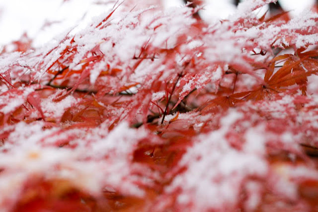 紅葉初雪