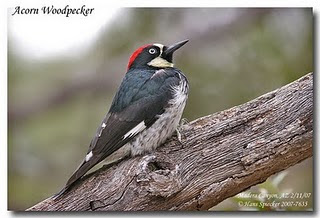 carpintero bellotero Melanerpes formicivorus