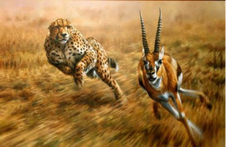 Depredador de enmoscada. El guepardo se especializa en emboscadas y persecuciones rápidas pero cortas.
