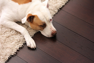 Most Durable Flooring For Pets