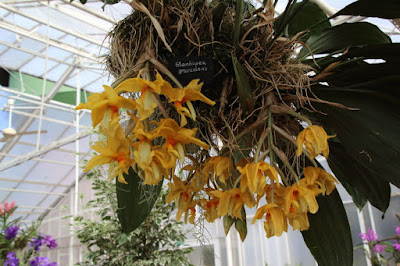 Stanhopea graveolens care and culture