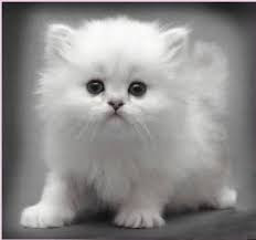 Cute And Funny Images Of White Kitten 25