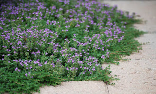 thyme flowers