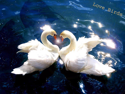 birds-pictures-falling-in-love