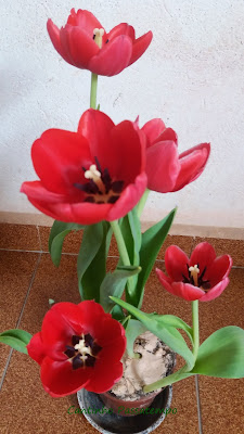 Tulipas- lindas