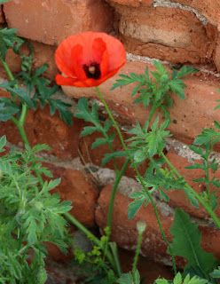 The poppies are starting to pop up
