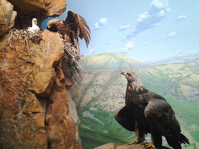 royal alberta museum eagle