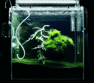 download wallpaper ikan bergerak  dalam  aquarium gambar  