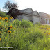 Come to the New Blog, See the Suburban Prairie