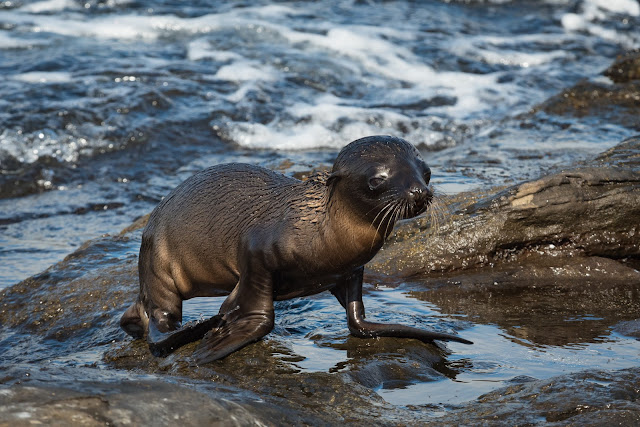 Galápagos Sea Lion