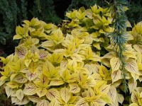 Coleus - Gorgeous, Versatile and Easy to Grow