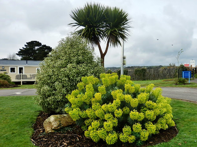 Palm Tree and Centre Piece at Par Sands, Cornwall