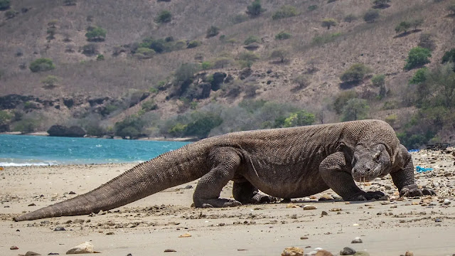 Komodo Dragon