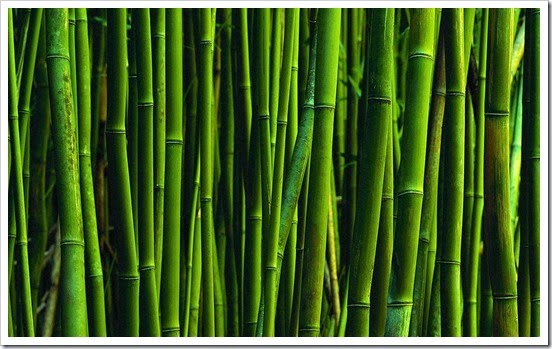 bamboo-wallpaper-1 bamboo-wallpaper-1