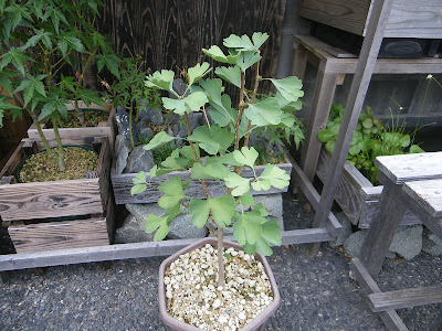 イチョウの鉢植え