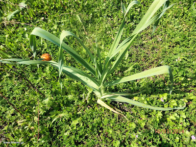 Σκόρδο άγριο-Allium sativum