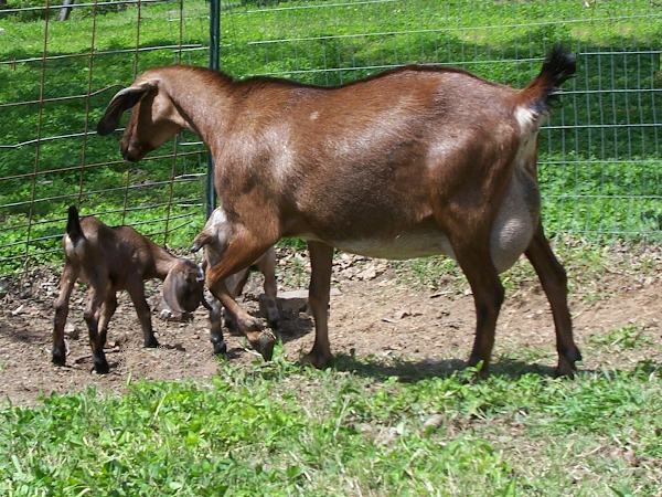 Why You Should Have Goats on Your Homestead
