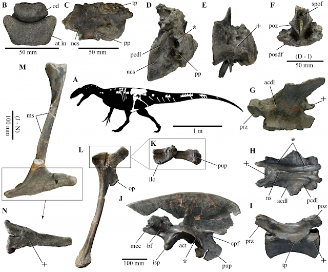 Lusovenator (imagem de https://ciencias.ulisboa.pt/pt/noticia/11-07-2020/lusovenator-santosi)