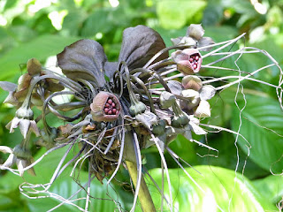 Tacca chantrieri - Fleur chauve-souris