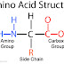Amino acids chemistry lecture 2.ppt