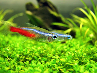 neon tetra