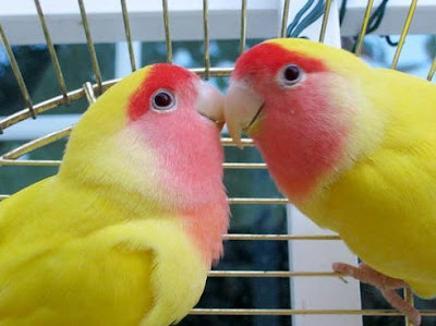 Begini Cara Budidaya Lovebird