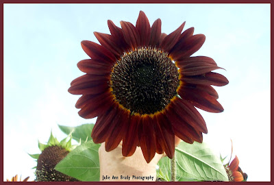 Pretty Chianti Hybrid Sunflower Blossom