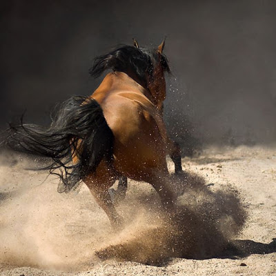 Foto de un caballo levantando tierra