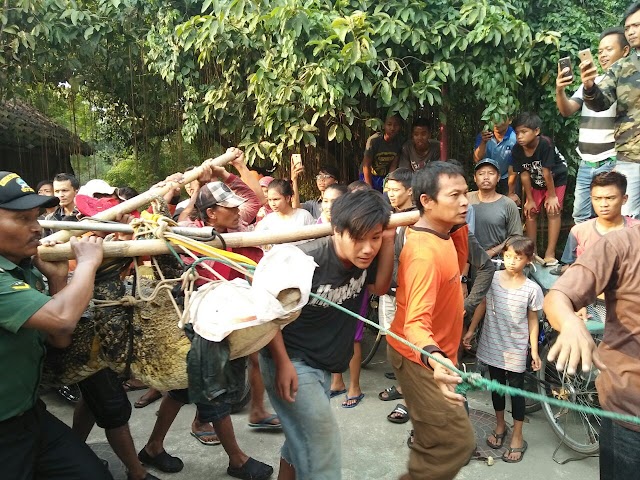 BABINSA PALUR BANTU TANGKAP BUAYA LEPAS