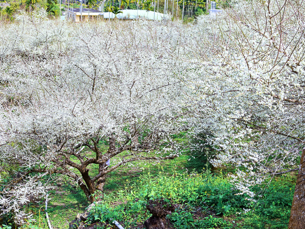 台中新社梅花森林上百棵梅樹梅花怒放，平坦的馬路近距離賞花