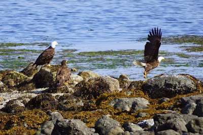 bald eagle family on beach