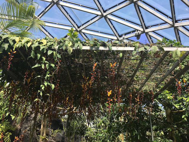 新宿御苑の大温室の植物