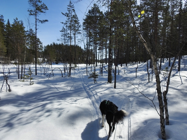 skitur breivannet rekkebygda border collie