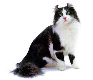 american curl cat pets kitten animal domestic