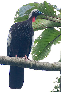 Pava yacutinga Pipile jacutinga