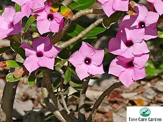 Summer Desert Rose (Adenium Swazicum) Care Guide