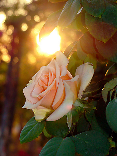 sunset_rose_1.jpg