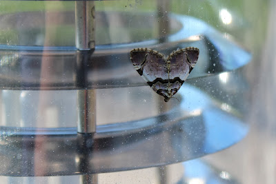 Getekende Rozenspanner - - Anticlea derivata