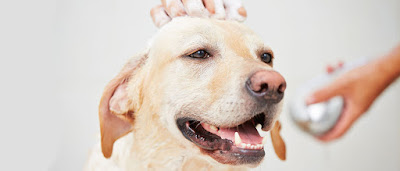 Lavado y corte de pelo para perros en Zaragoza