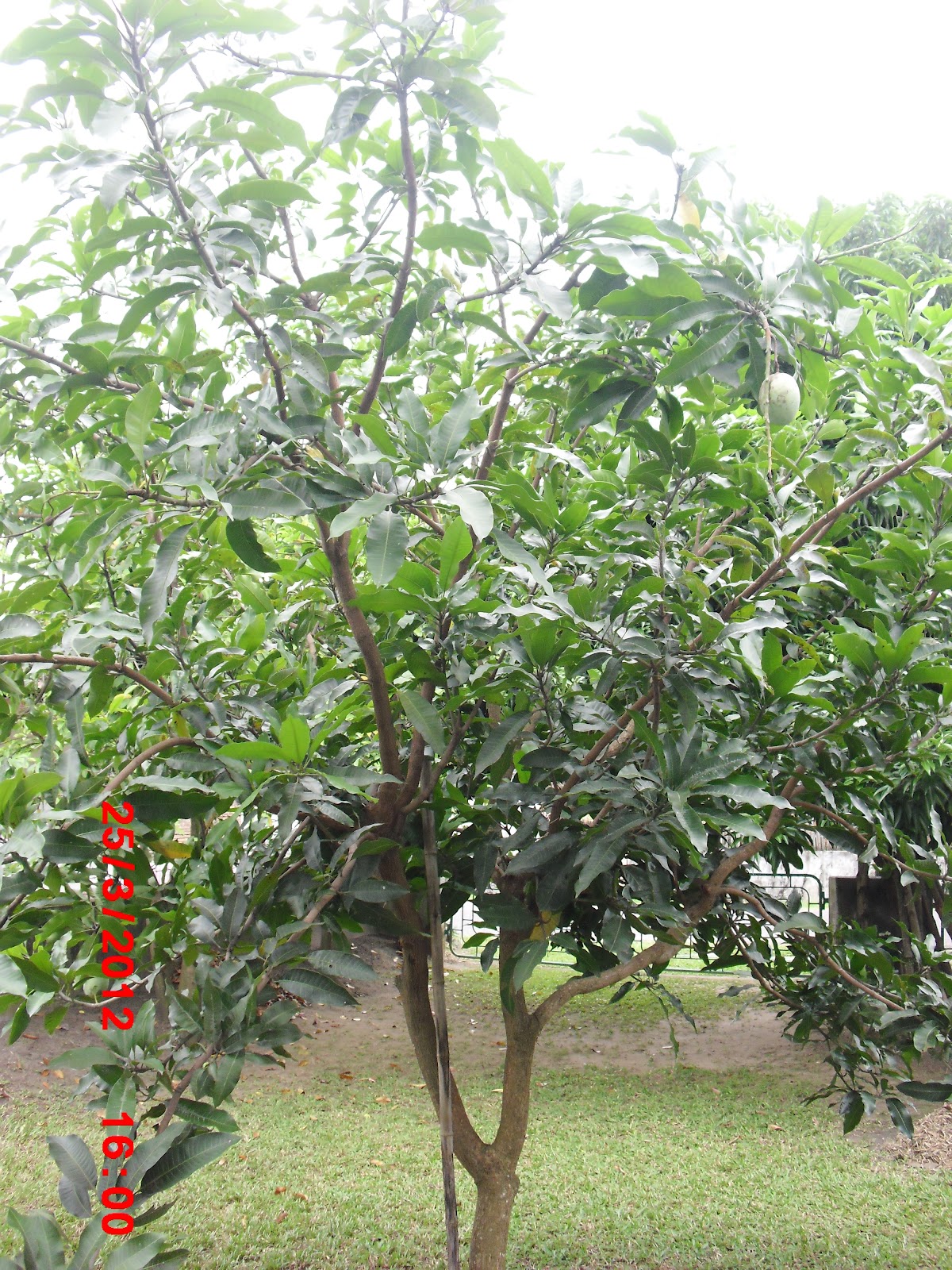  Gambar  Good Listener Mangga  Madu Pohon  Halaman Rumahku 