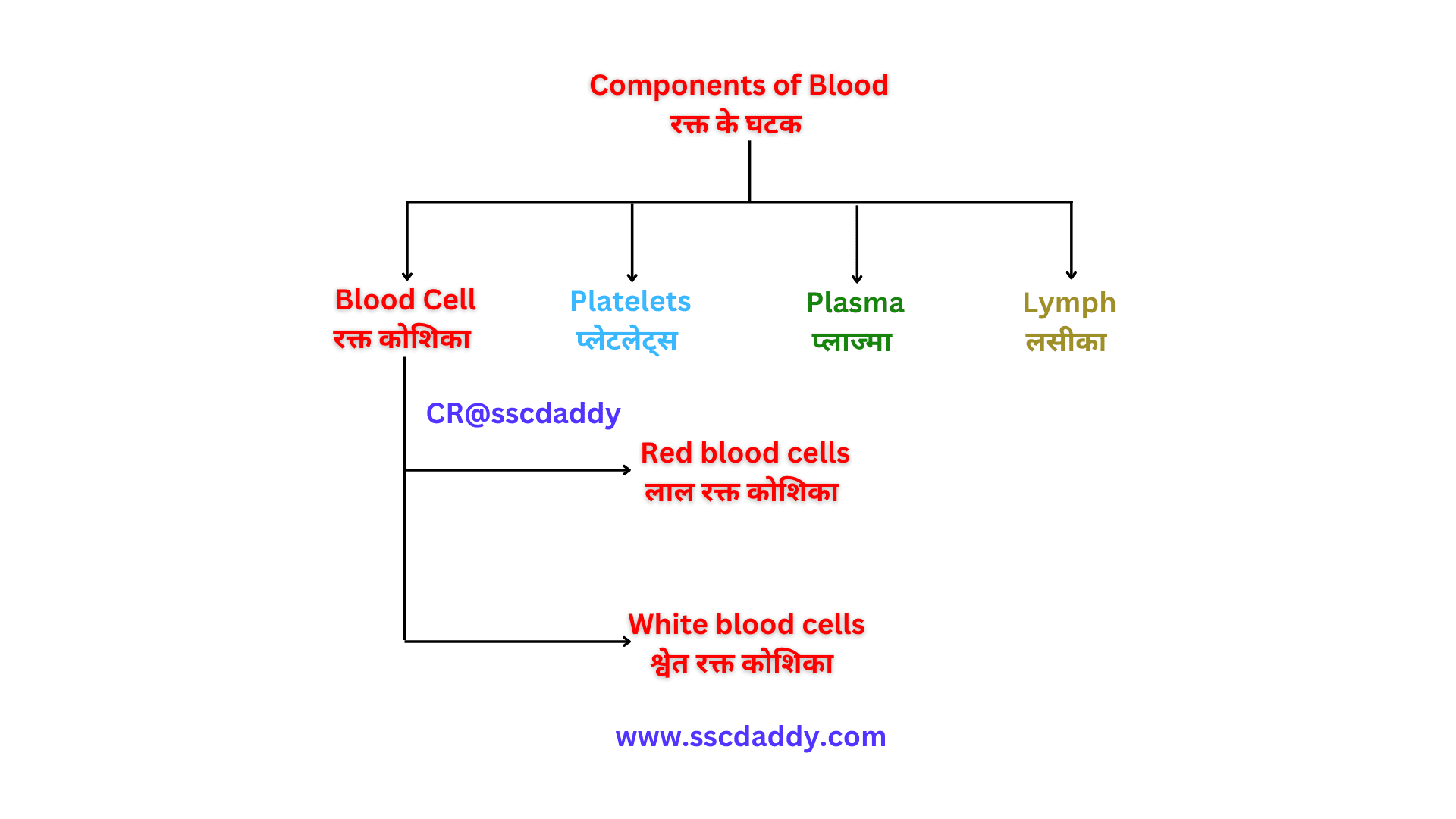 Components of blood