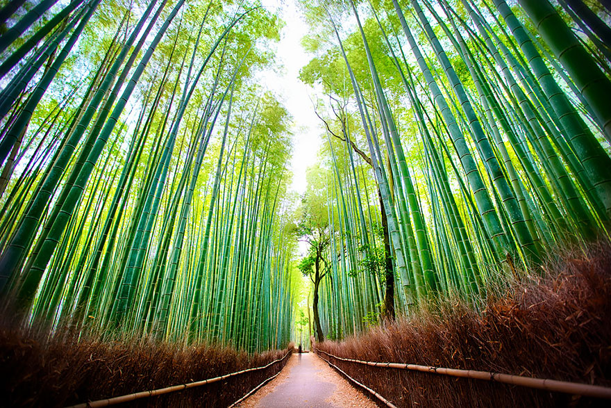 Travel Expectations Vs Reality (20+ Pics) - Exploring Arashiyama Bamboo Forest In Japan