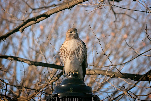 Christo eyes us from atop a light pole.