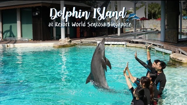 Dolphin Island Interaction Program