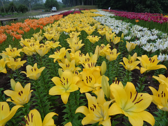 とっとり花回廊のゆりの秘密の花園