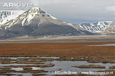 Barnacle Goose habitat