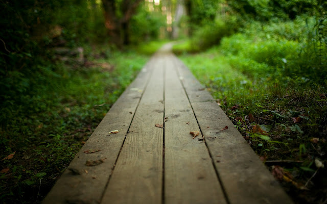 Paisajes de Caminos entre Bosque