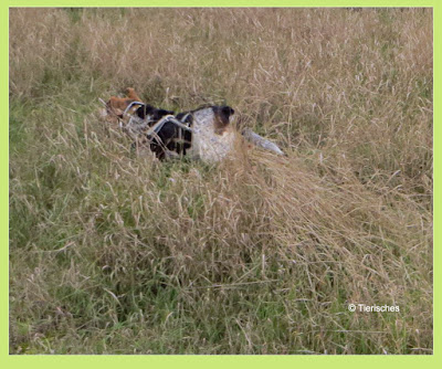 Tierisches, Emma und Lotte, Blog über Hunde